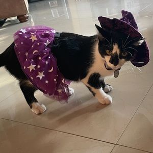 Halloween costume for cats or dogs